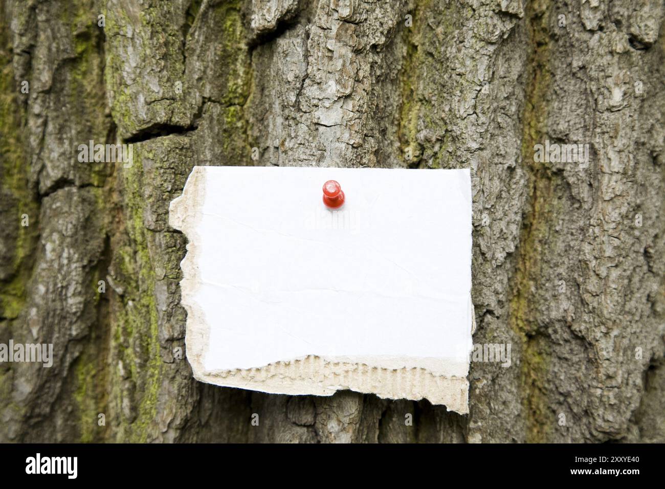 Cardboard Note On The Tree. Ready for your message Stock Photo - Alamy