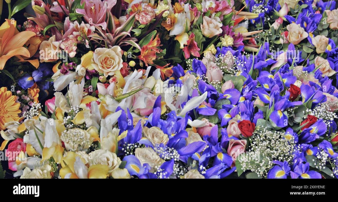 Various lily flowers hi-res stock photography and images - Alamy