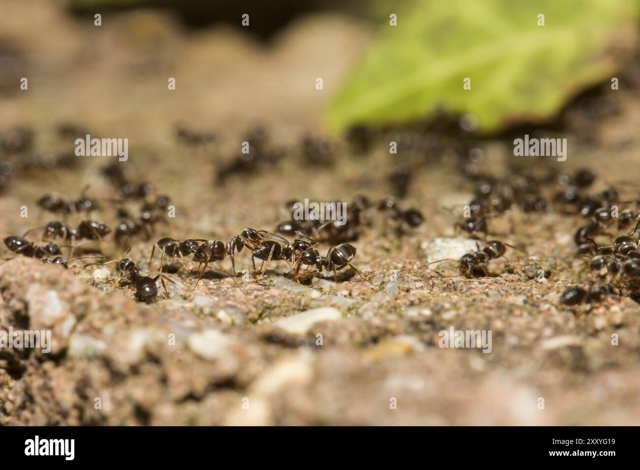 Formicidae ants hi-res stock photography and images - Alamy
