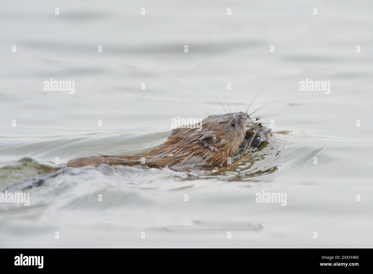 Undatra Ondatra zibethicus, building a nest Stock Photo - Alamy