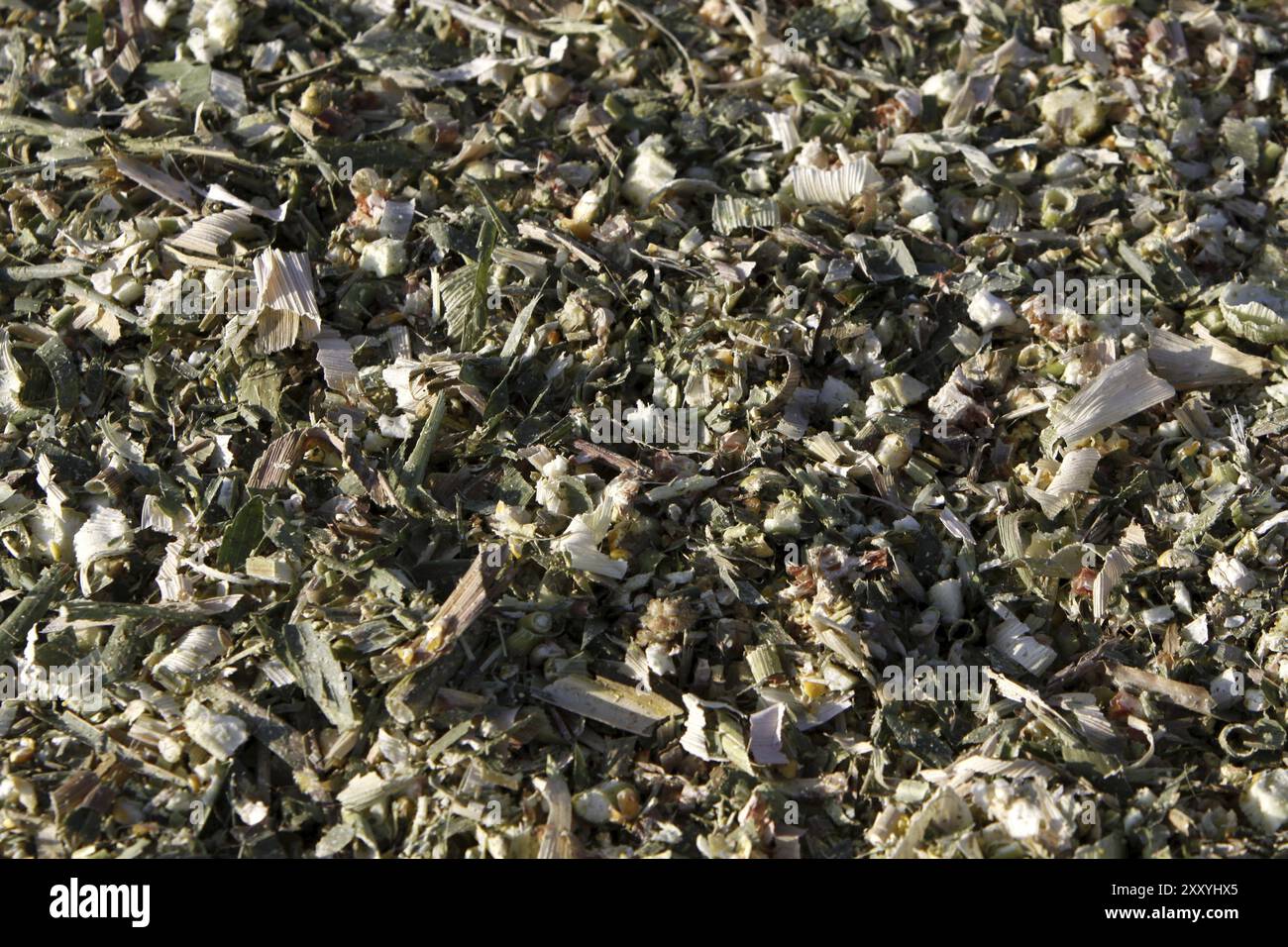 Maize Roughage Chopped corn field hi-res stock photography and images - Alamy