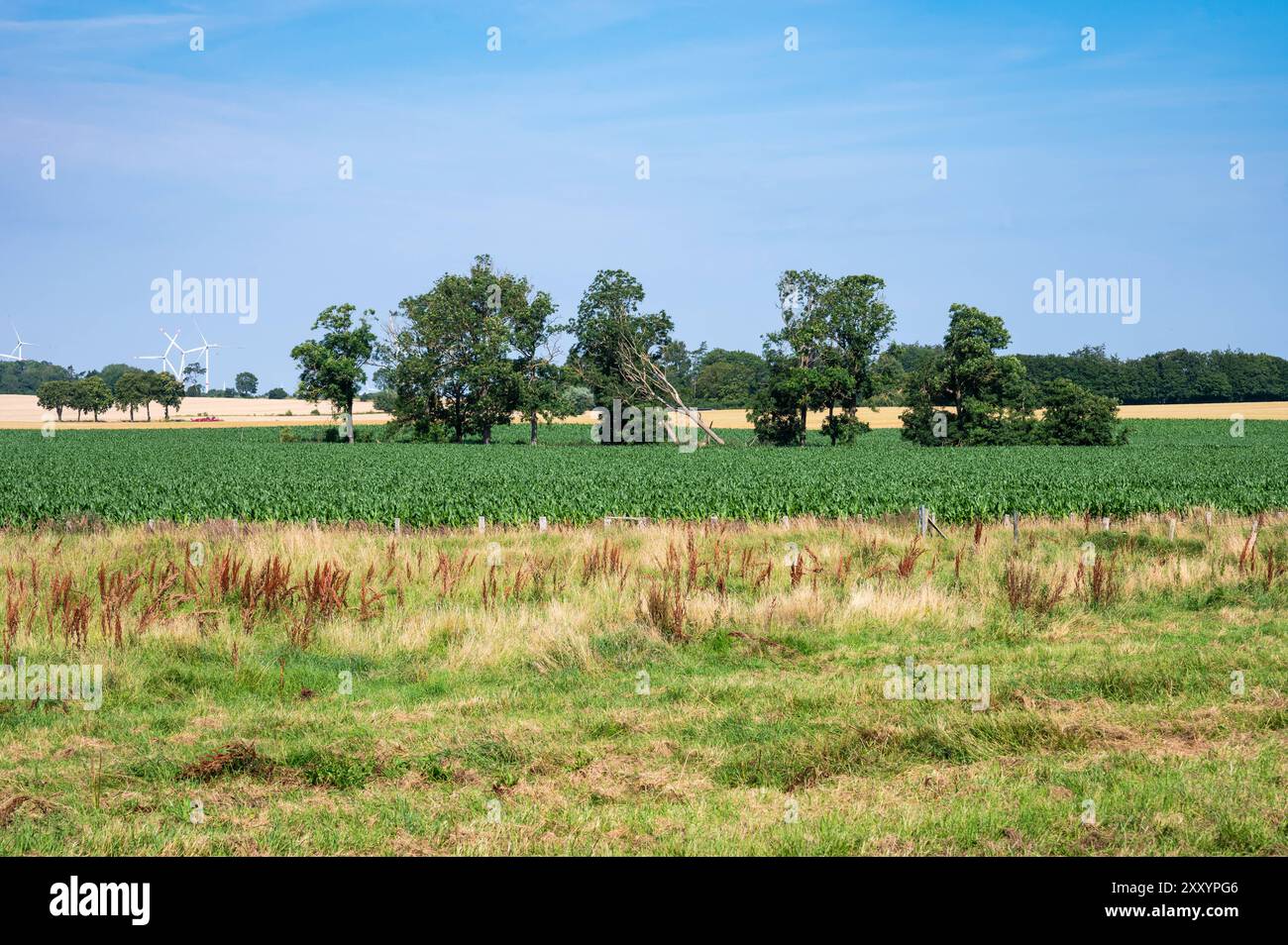Nature zone with agriculture fields at the seaside around Neukirchen ...