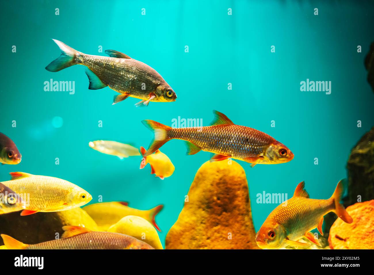 River fish in their natural habitat. Oceanarium, wildlife, colorful ...
