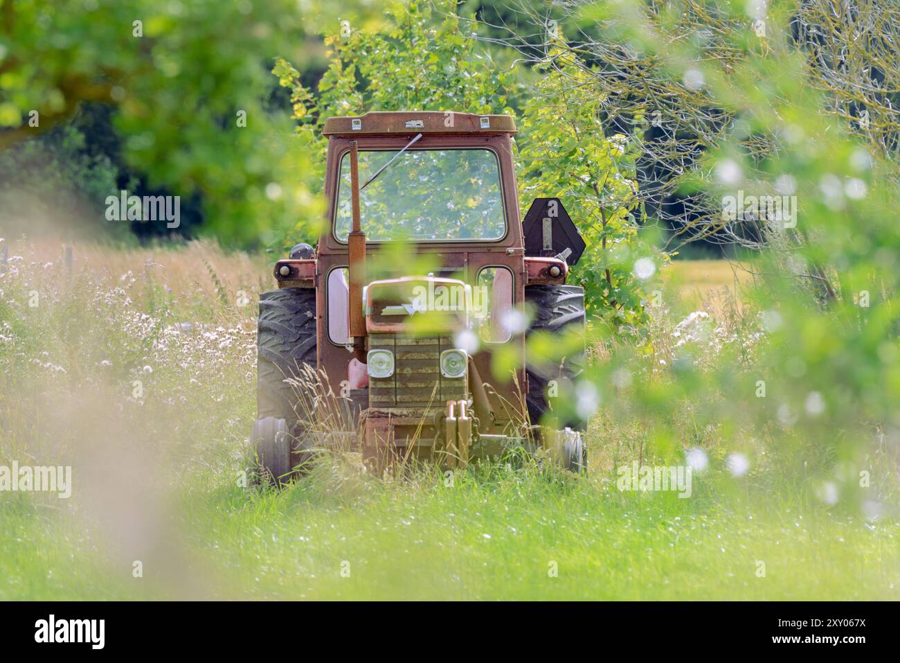 Vintage Massey Ferguson tractor standing in tall grass, framed by blurred branches, with a ripe wheat field and distant forest in the background. Stock Photo