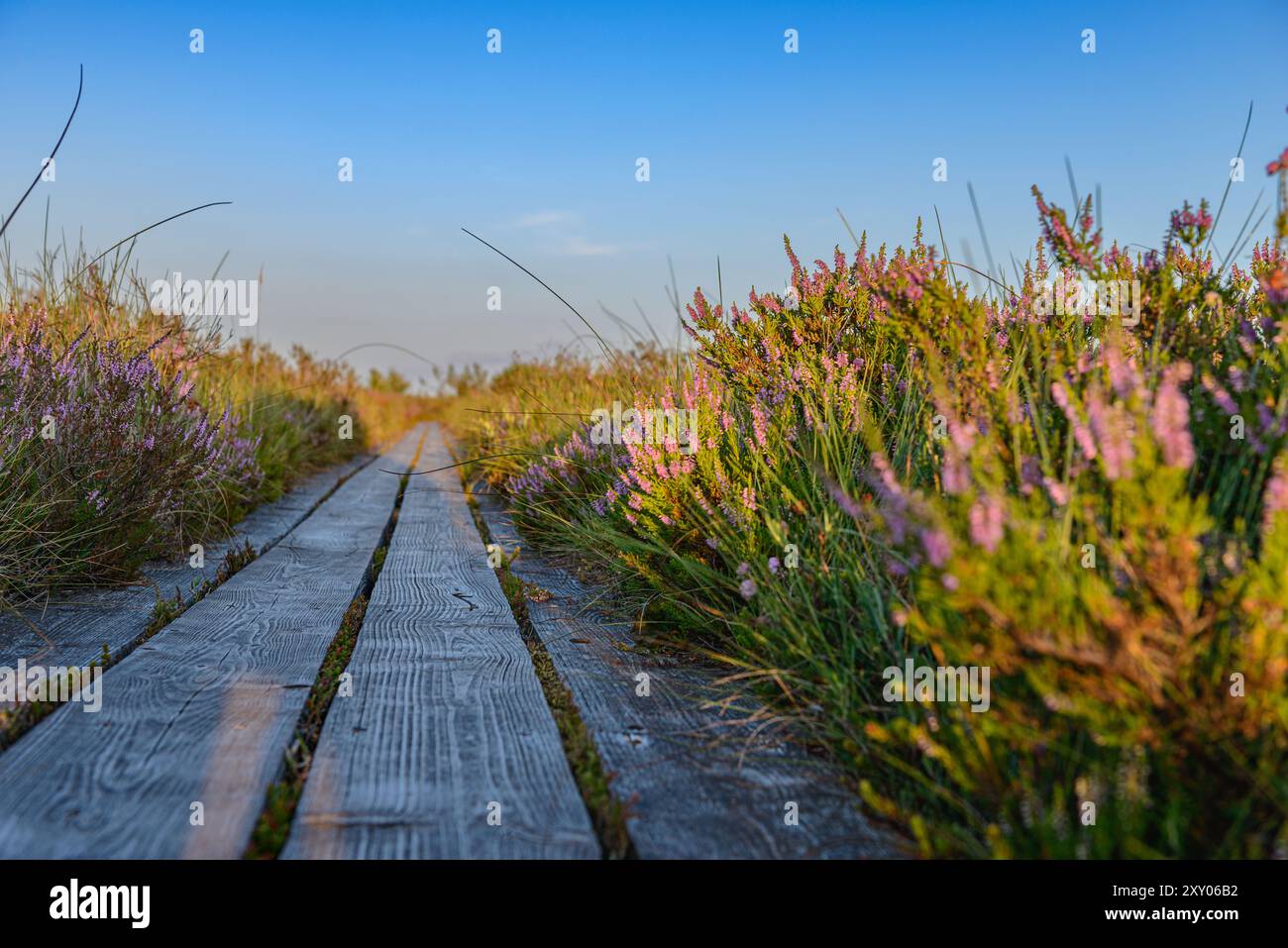 Boardwalk through blooming heather under a clear summer sky at Lille Vildmose, Himmerland, Denmark. A serene path into Denmark’s natural beauty. Stock Photo