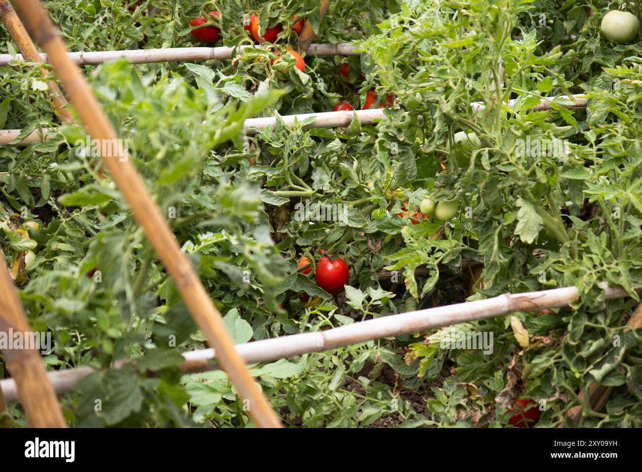Tomato plants with red and green tomatoes Stock Photo - Alamy