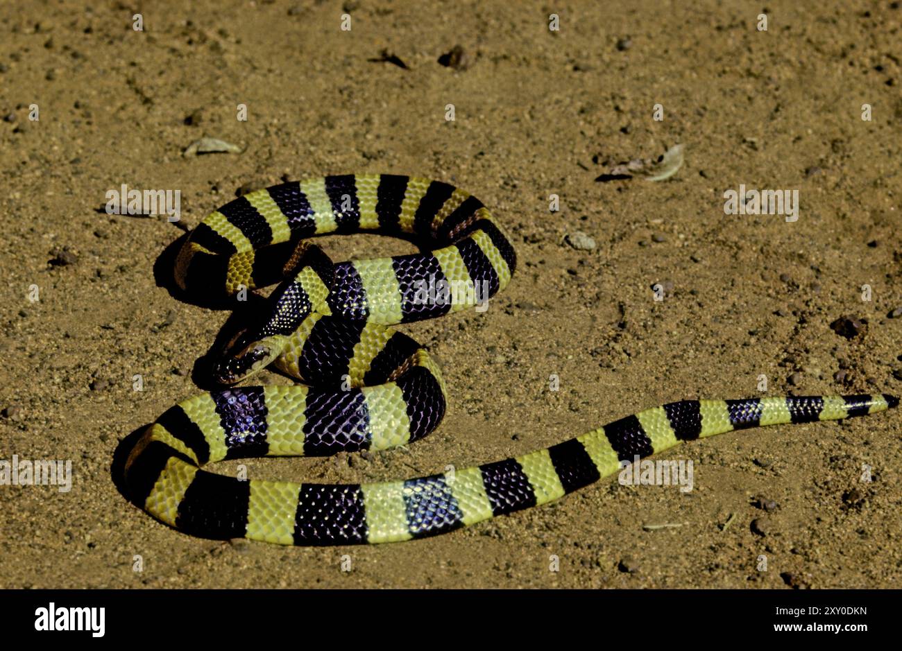 The banded krait (Bungarus fasciatus) is a highly venomous species of ...