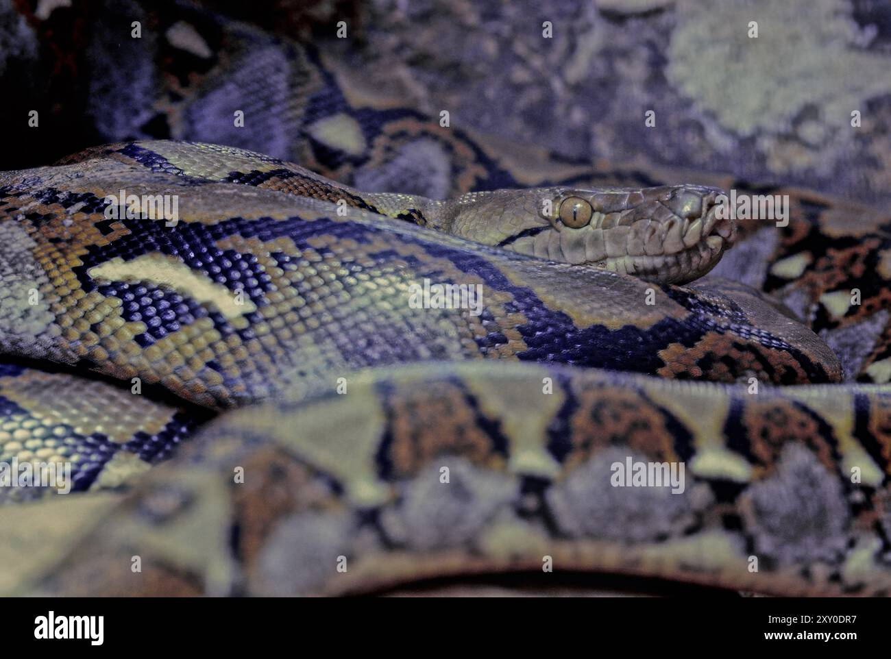 The reticulated python (Malayopython reticulatus) is a python species native to South and Southeast Asia. Stock Photo