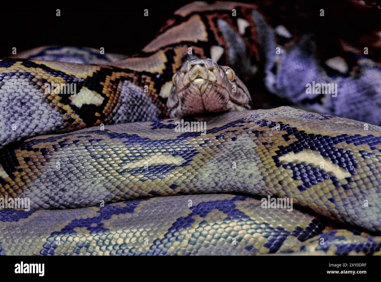 The reticulated python (Malayopython reticulatus) is a python species native to South and Southeast Asia. Stock Photo