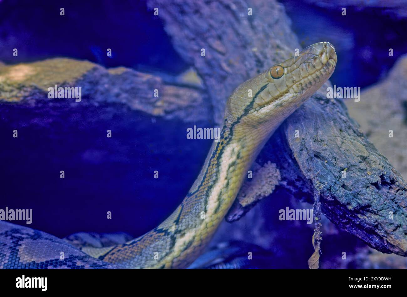 The reticulated python (Malayopython reticulatus) is a python species native to South and Southeast Asia. Stock Photo