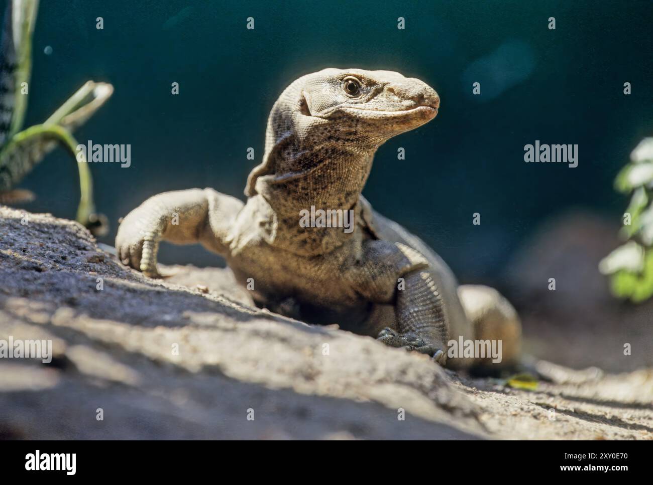 The Bengal monitor (Varanus bengalensis), also called the Indian monitor, is a species of monitor lizard distributed widely in the Indian subcontinent Stock Photo