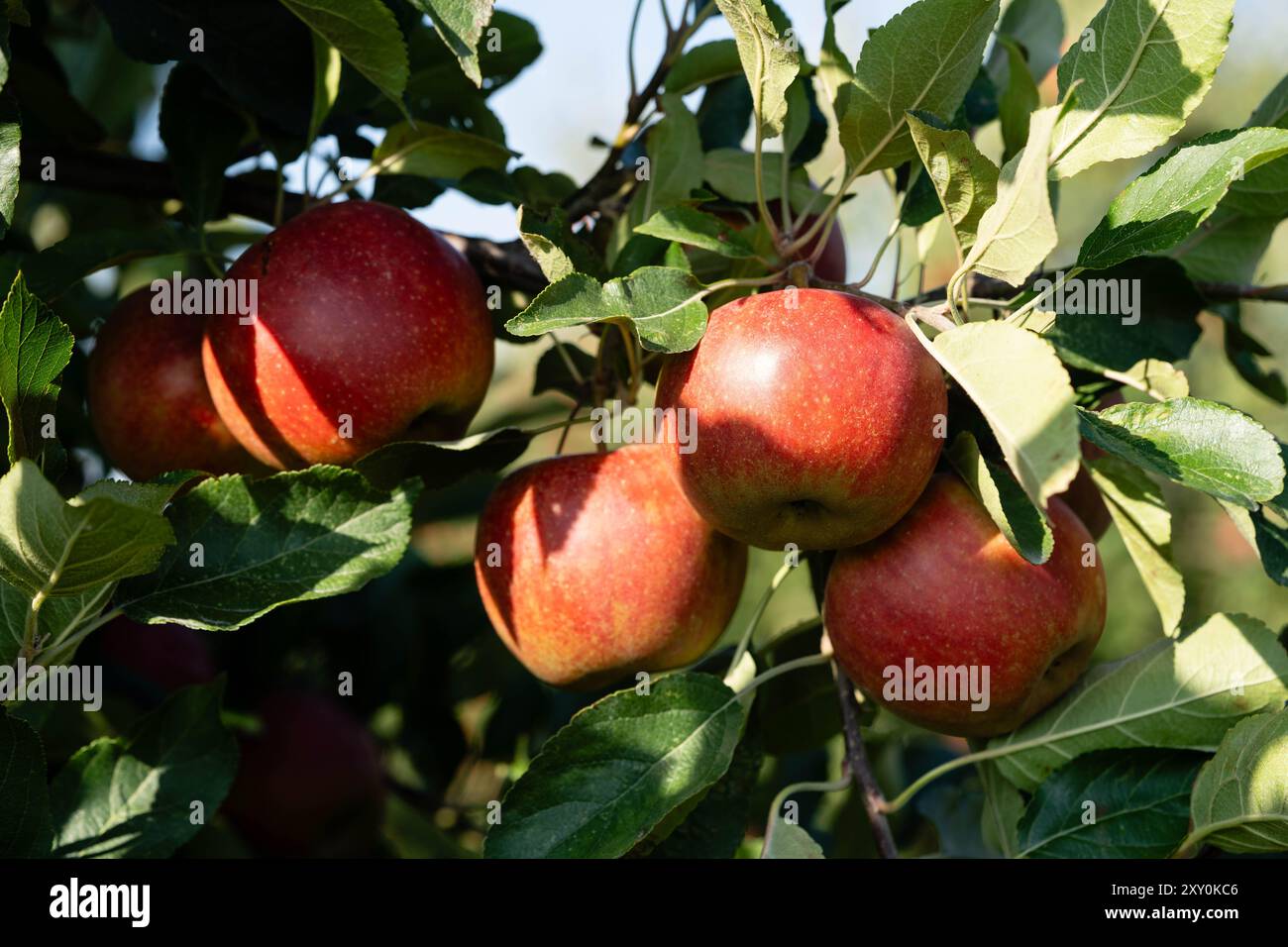 Apple trees in the Old Land near Hamburg the largest contiguous fruit ...