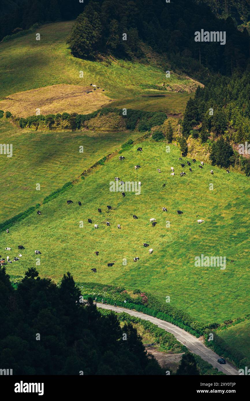 A lush green pasture in the Azores, dotted with grazing cows ...
