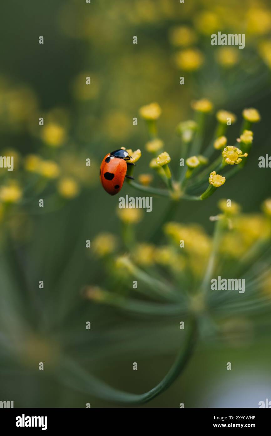 A vivid red ladybug crawls on the delicate yellow flowers of a dill plant, captured in sharp focus with a soft green background. Stock Photo