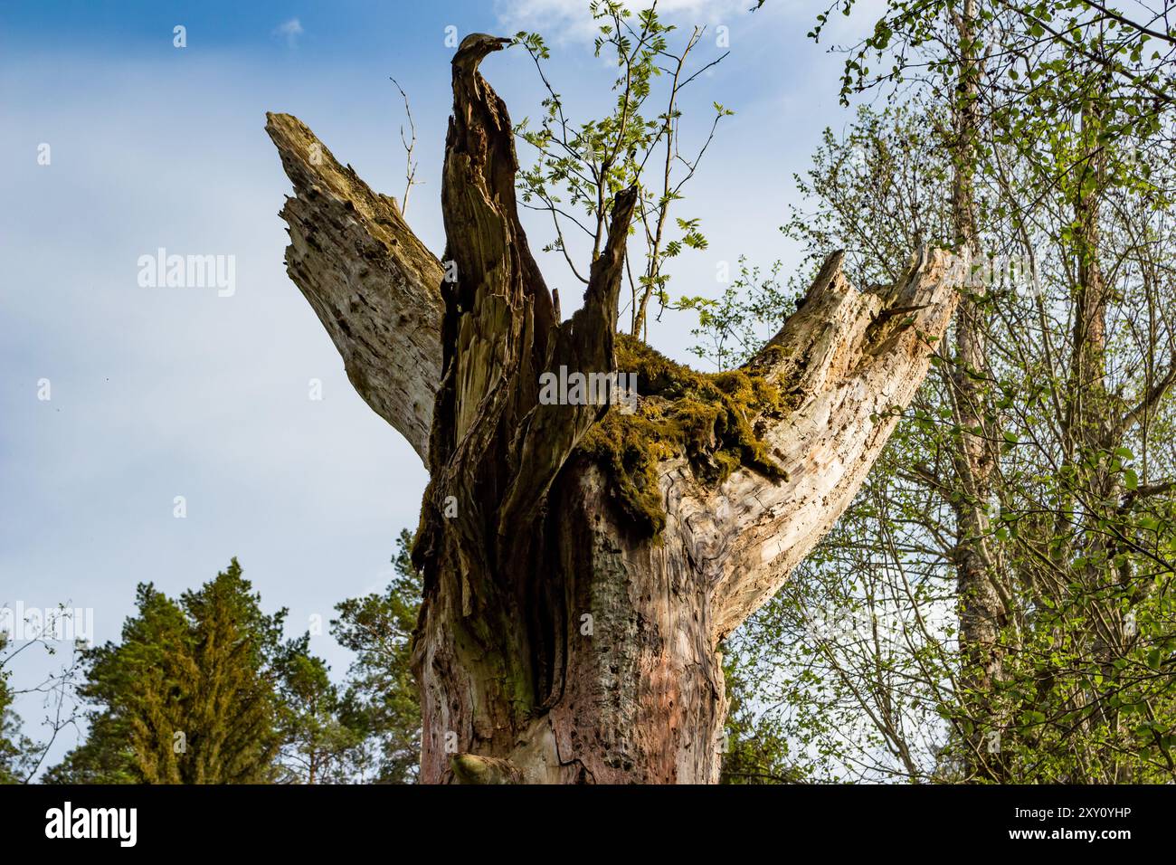 Old rotten dead wood in the forest Stock Photo - Alamy