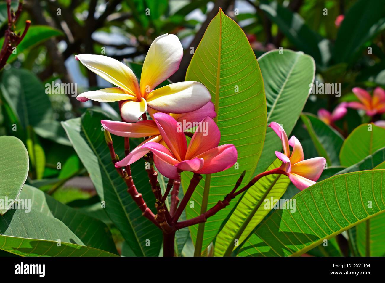 Beautiful frangipani plumeria flowers in hi-res stock photography and ...