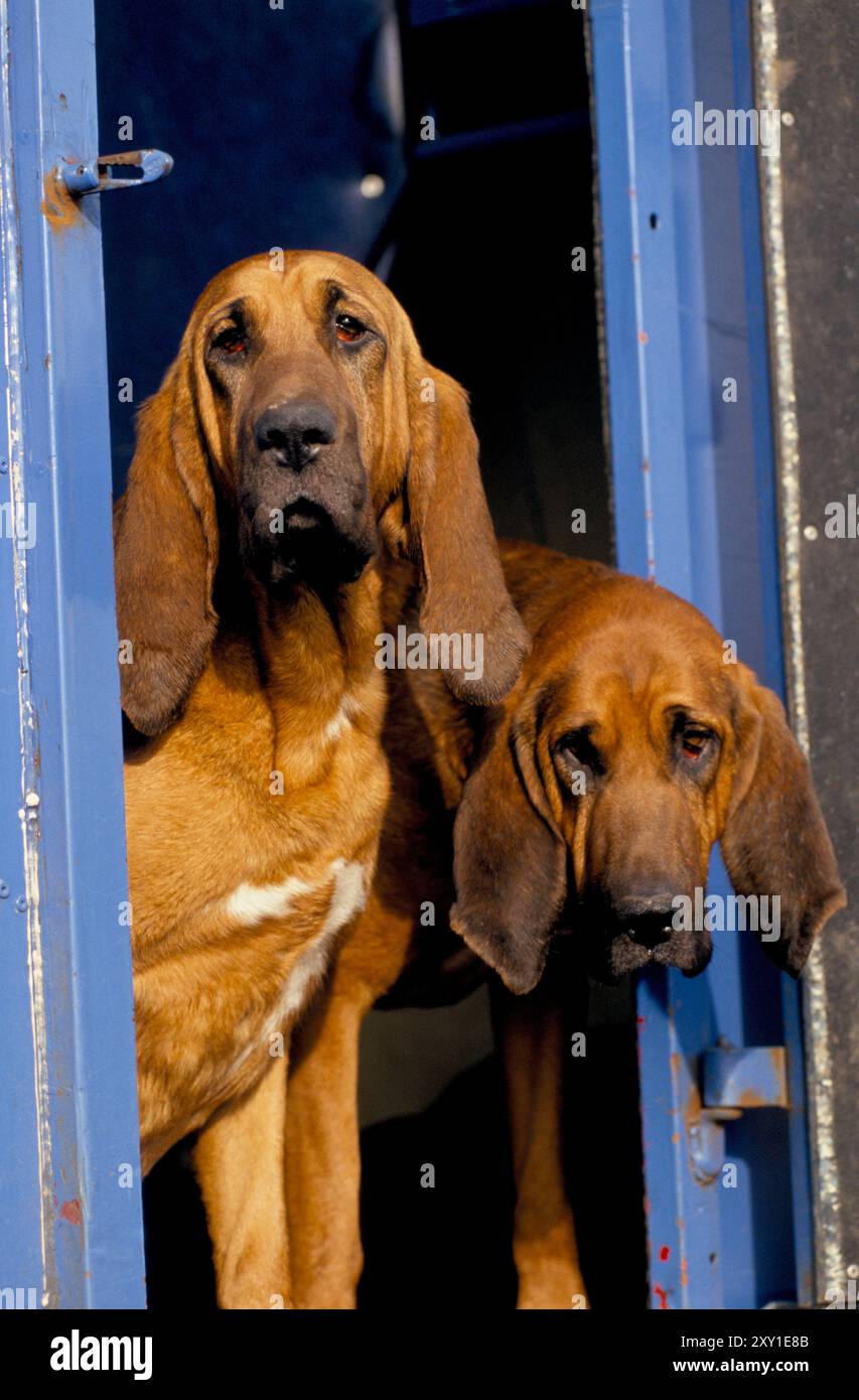 Bloodhounds, boxed up after a days Drag Hunting. The hounds are trained to hunt a prepared scent trail laid by a person dragging a material soaked in aniseed or another strong smelling substance. Windsor Forest Drag Hounds, Berkshire, England circa 1995 1990s UK HOMER SYKES Stock Photo