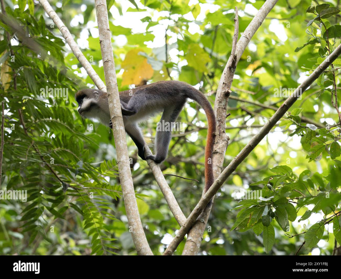 Red Tailed Monkey (Cercopithecus ascanius) in tree canopy, Bigodi