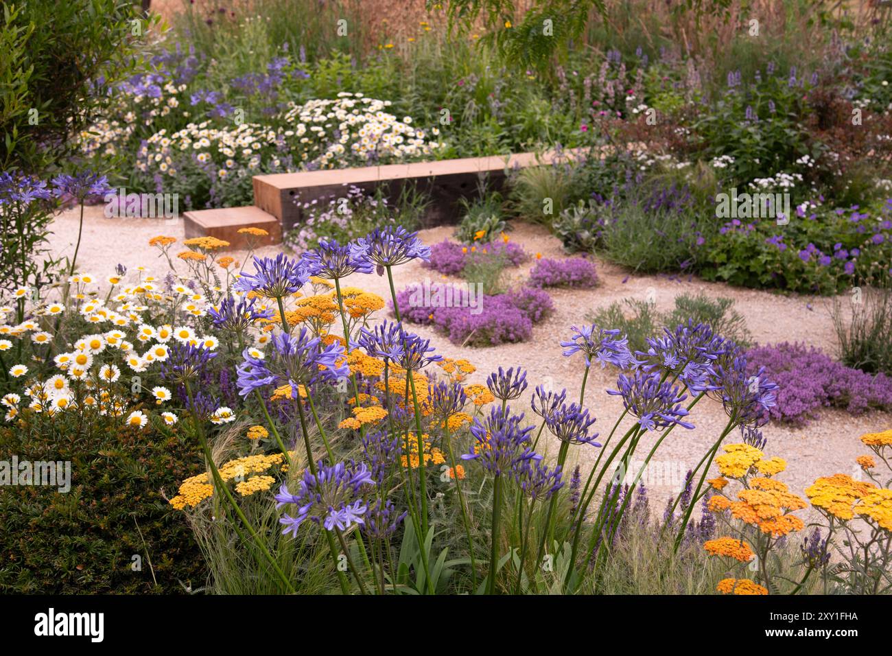 Agapanthus 'Lapis Lazuli' and Achillea in the Adventure Within Garden. Designer: Freddie Strickland Stock Photo