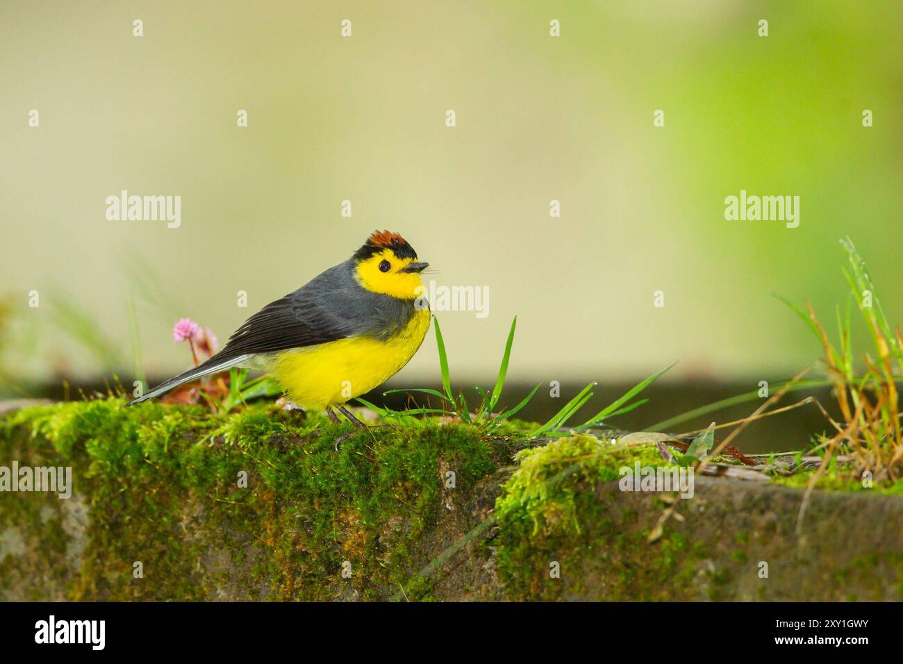 Myioborus torquatus hi-res stock photography and images - Alamy