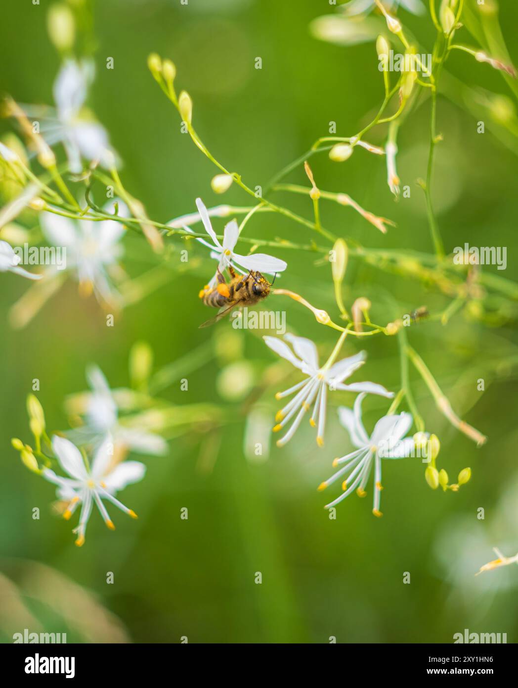 Bee, aspis insect collecting nectar on st bernard's lily flower. Animal ...