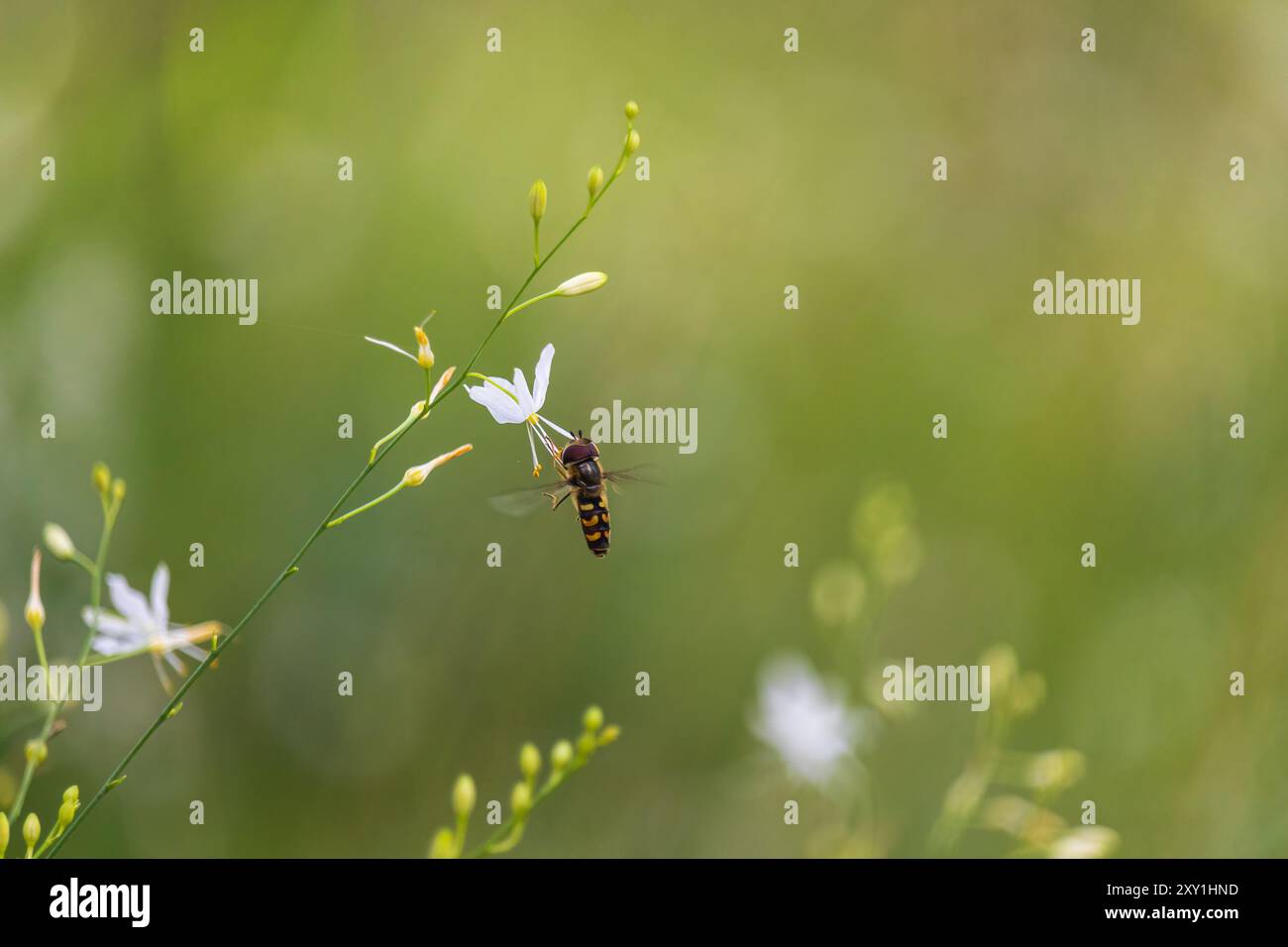 Hoverfly, syrphidae insect sitting on st bernard's lily flower. Animal ...