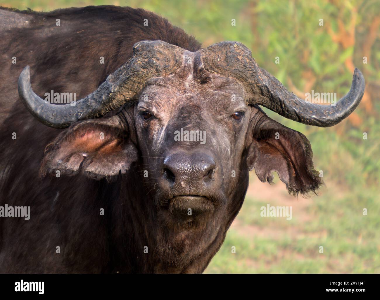 Cape buffalo (Syncerus caffer caffer) portrait, Murchison Falls ...