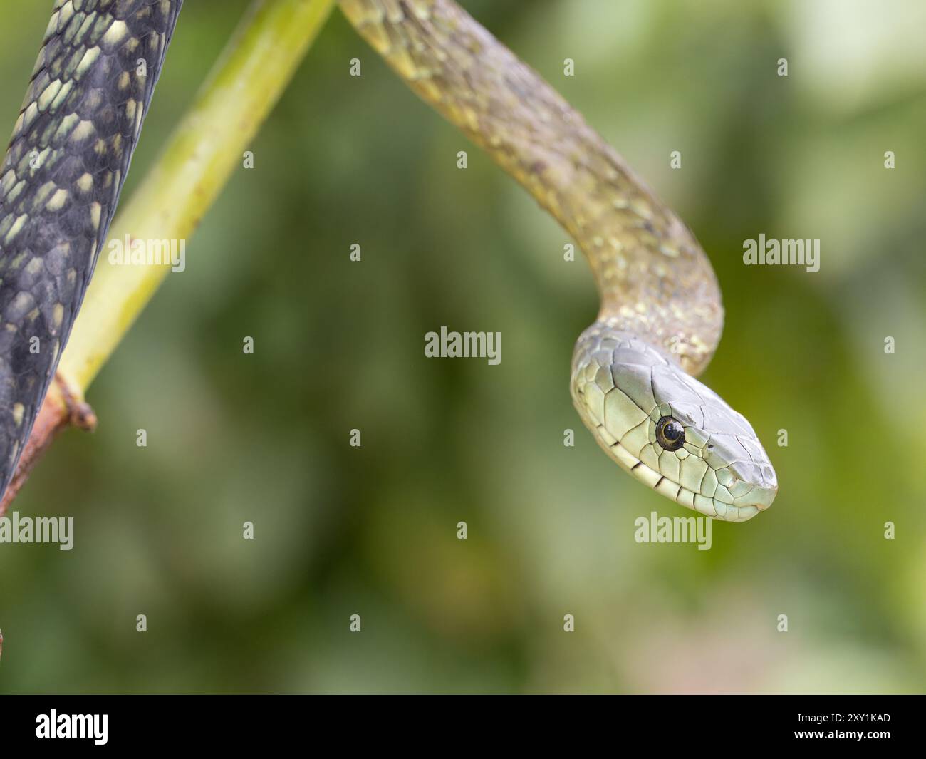 Jameson's Mamba Snake (Dendroaspis jamesoni kaimosae) climbing in tree ...