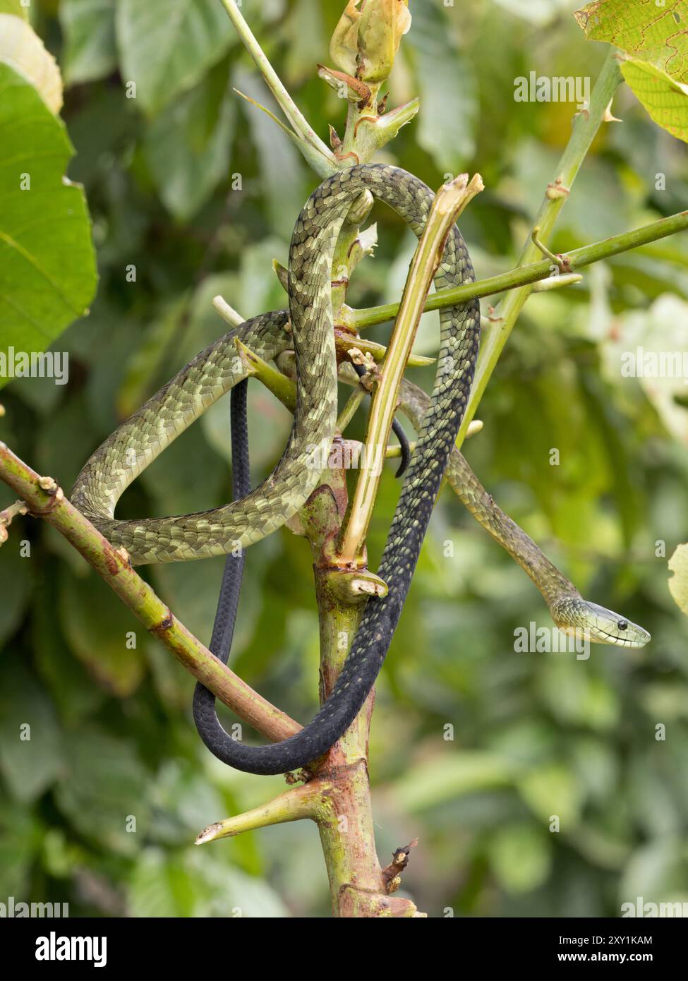 Jameson's Mamba Snake (Dendroaspis jamesoni kaimosae) climbing in tree ...