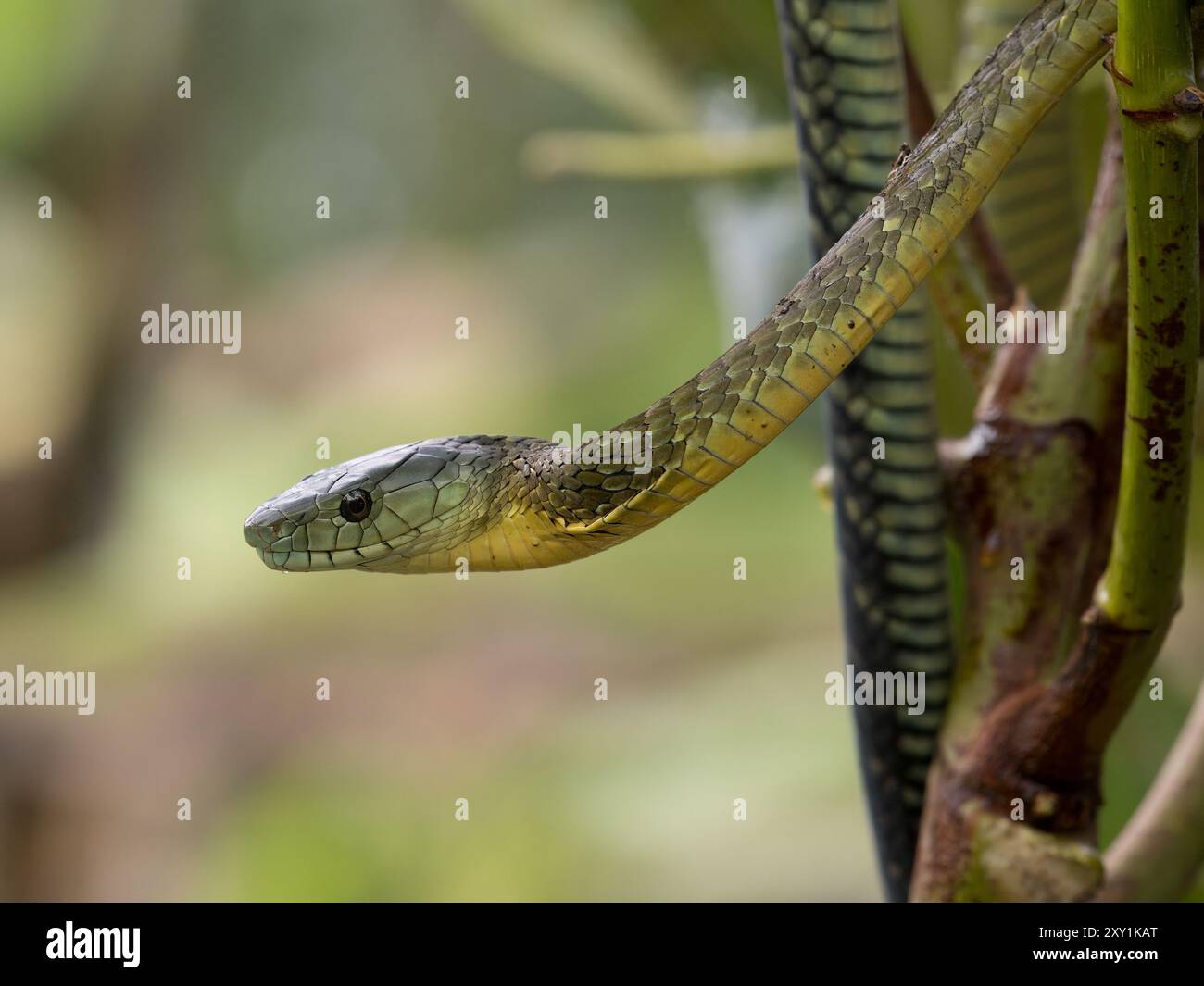 Jameson's Mamba Snake (Dendroaspis jamesoni kaimosae) climbing in tree ...