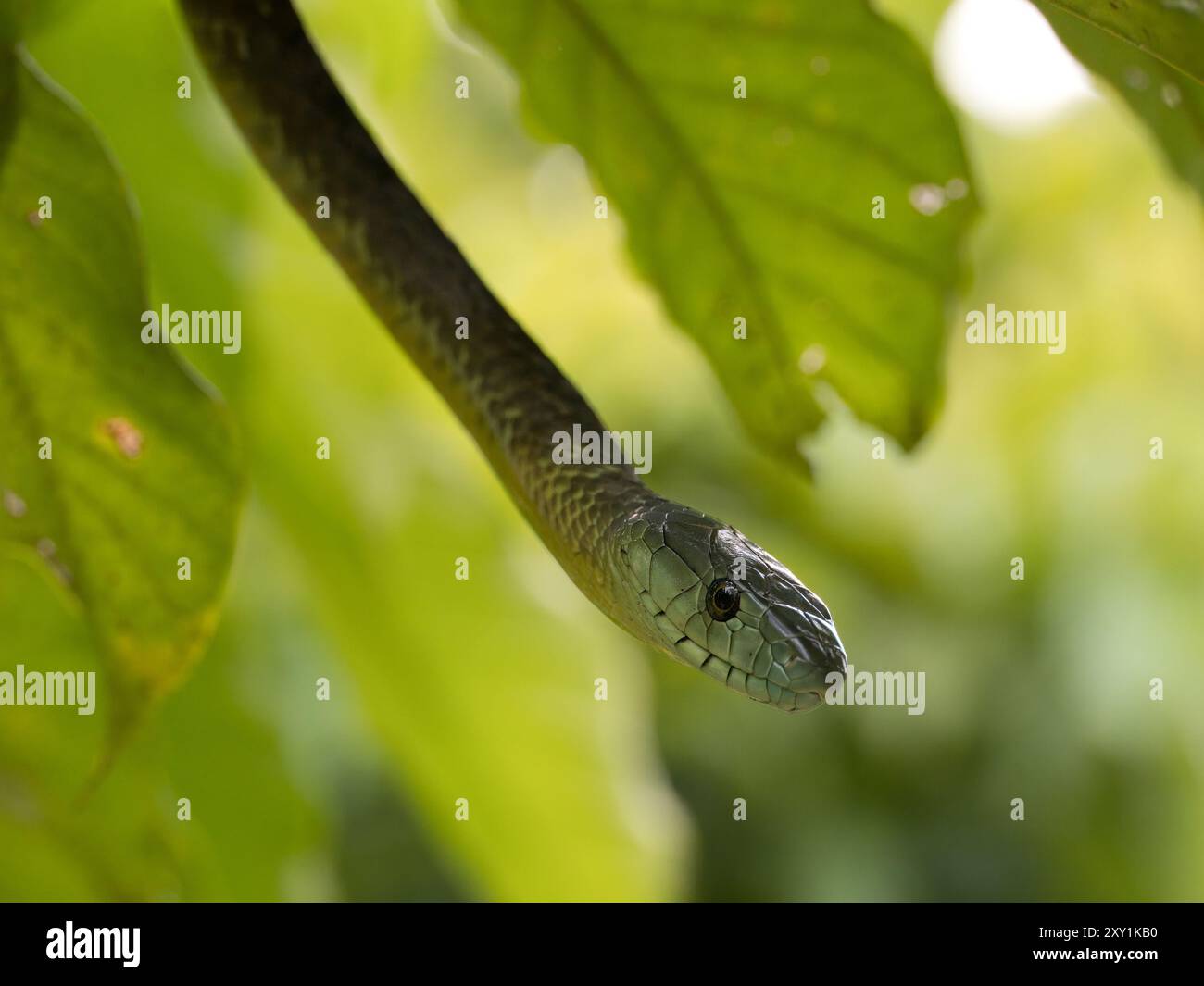 Jameson's Mamba Snake (Dendroaspis jamesoni kaimosae) climbing in tree ...