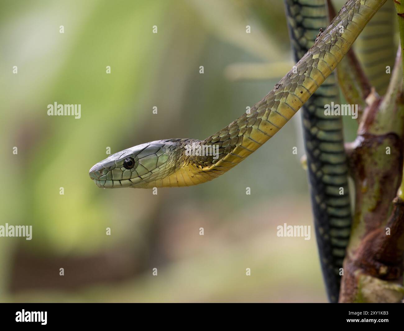 Jameson's Mamba Snake (Dendroaspis jamesoni kaimosae) climbing in tree ...