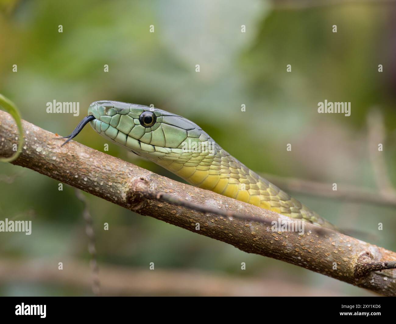 Jameson's Mamba Snake (Dendroaspis jamesoni kaimosae) climbing in tree ...