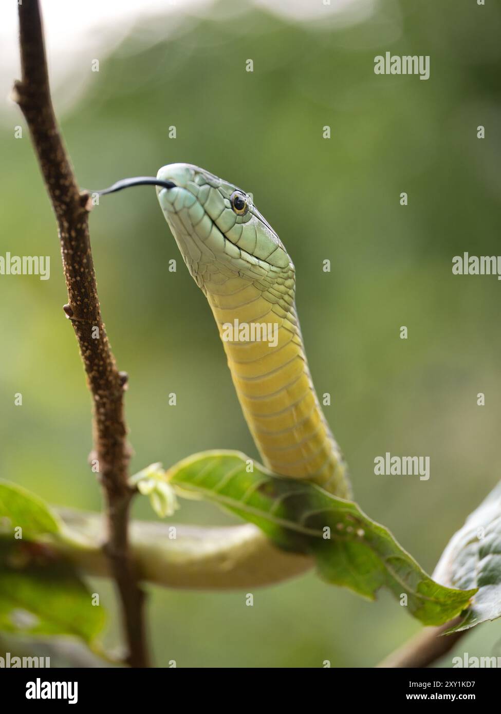 Jameson mamba hi-res stock photography and images - Alamy