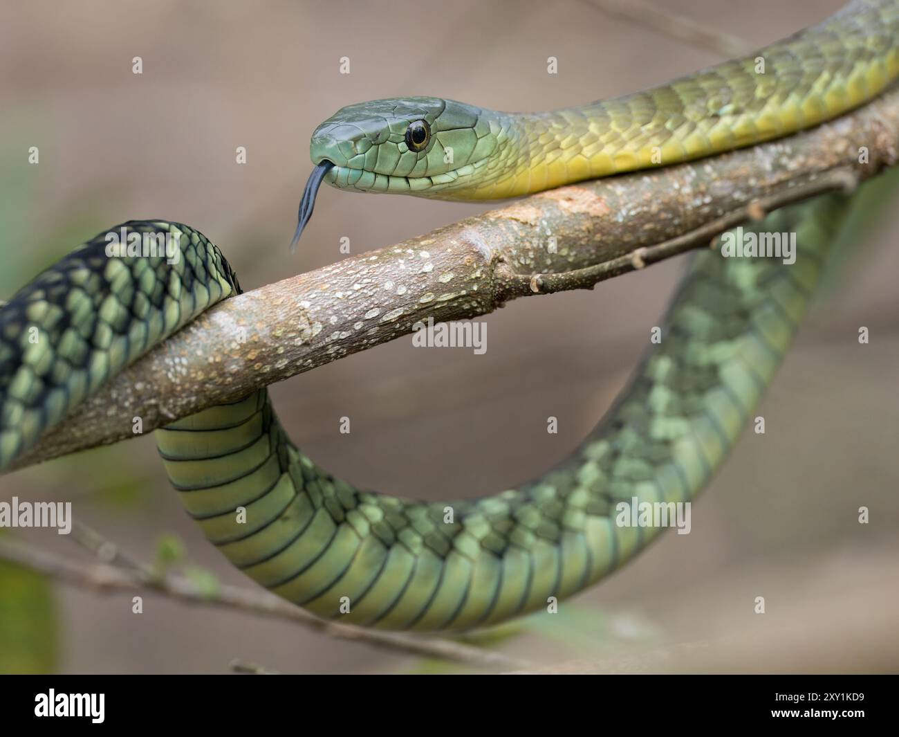 Jameson's Mamba Snake (Dendroaspis jamesoni kaimosae) climbing in tree ...