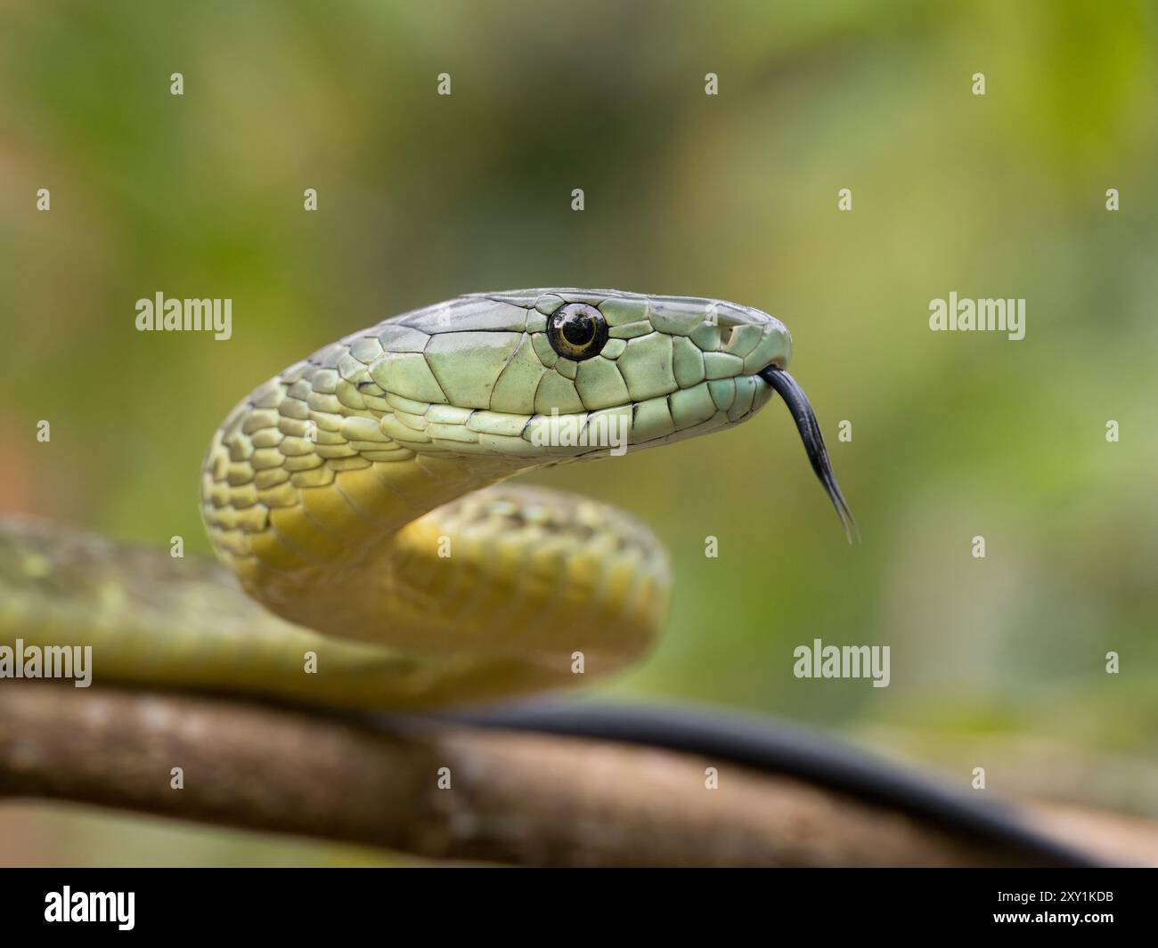 Jameson's Mamba Snake (Dendroaspis jamesoni kaimosae) climbing in tree ...
