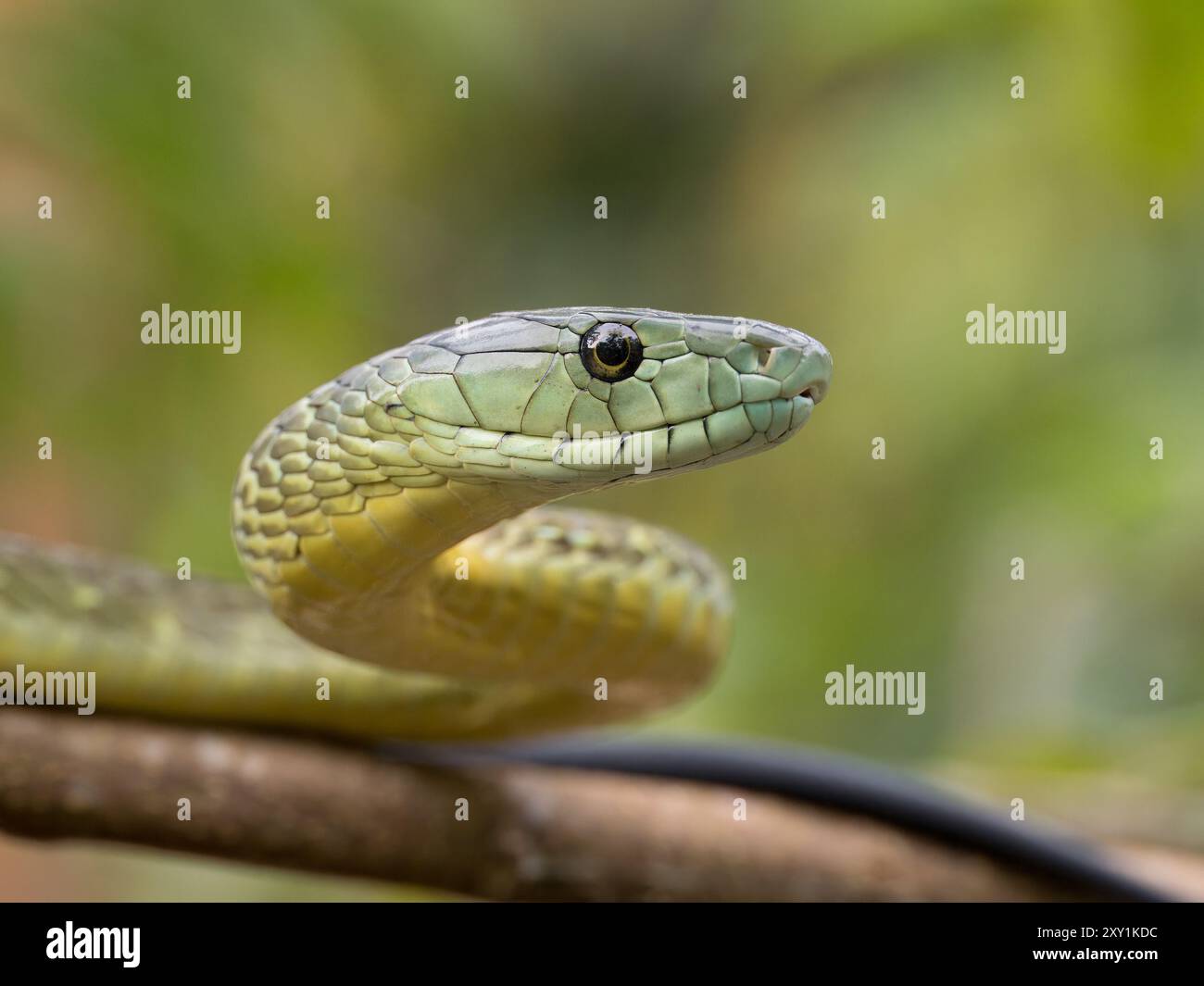 Jameson's Mamba Snake (Dendroaspis jamesoni kaimosae) climbing in tree ...