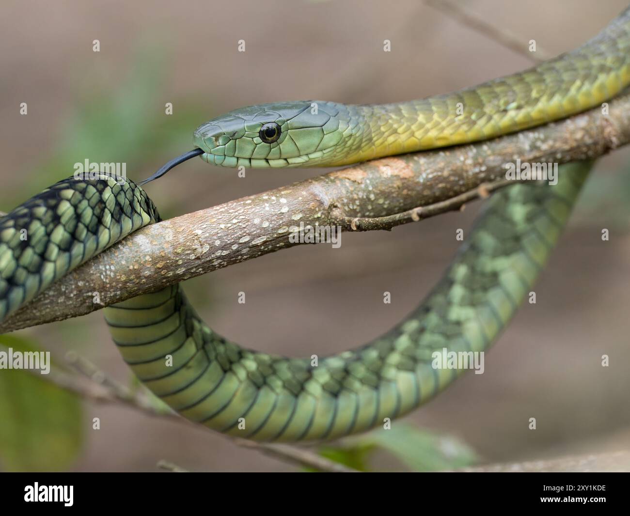 Jameson's Mamba Snake (Dendroaspis jamesoni kaimosae) climbing in tree ...