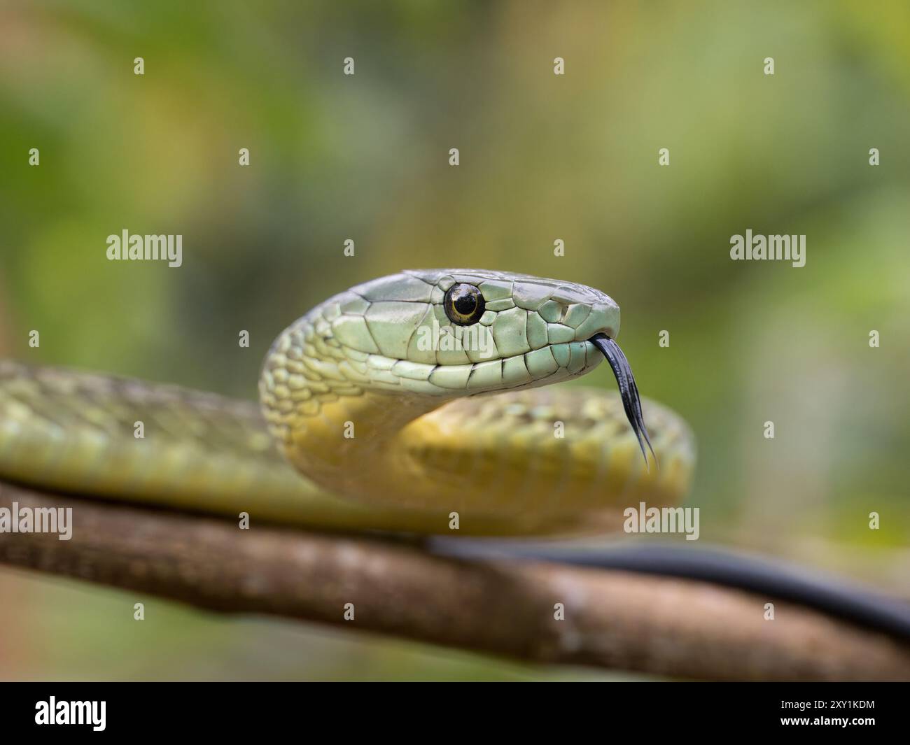 Jameson's Mamba Snake (Dendroaspis jamesoni kaimosae) climbing in tree ...