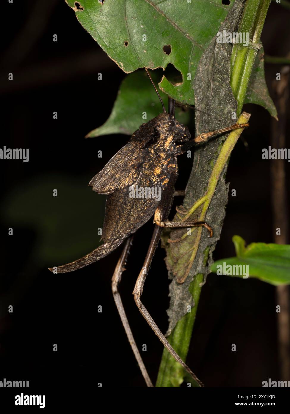 Katydid tettigoniidae hi-res stock photography and images - Alamy