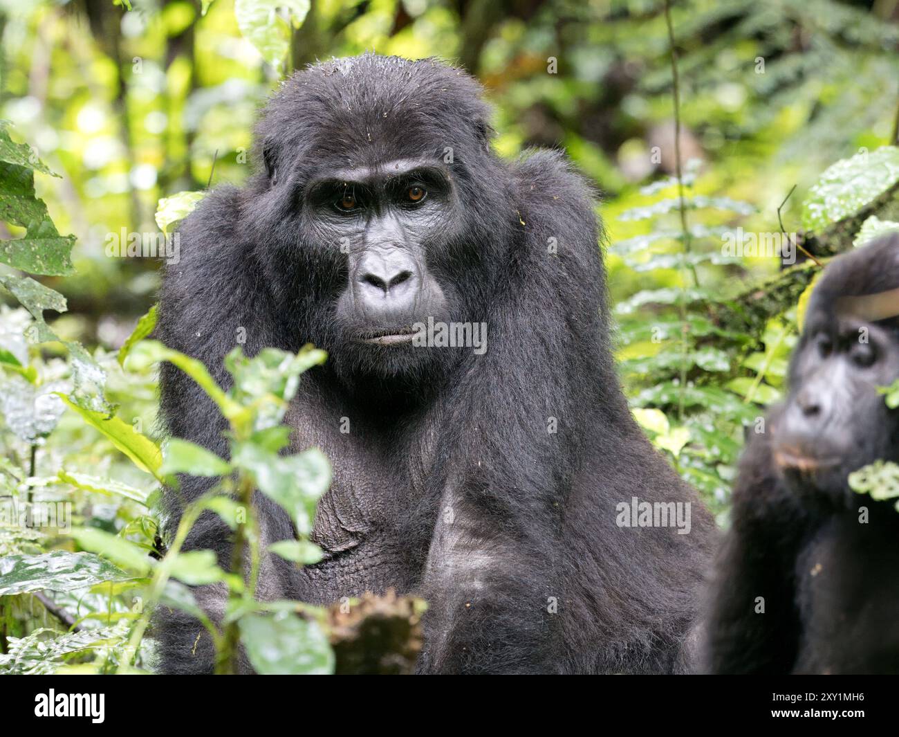 Mountain Gorilla (Gorilla beringei beringei) Katwe Gorilla Group