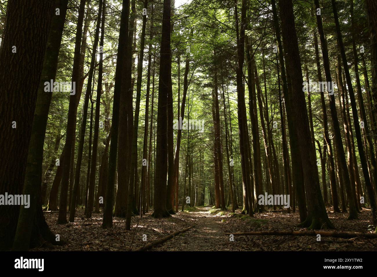 Pathway in forest hi-res stock photography and images - Alamy
