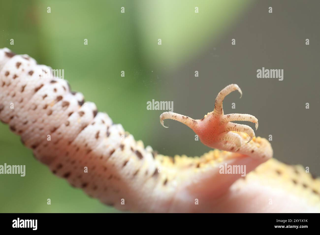 Paw of gecko hi-res stock photography and images - Alamy