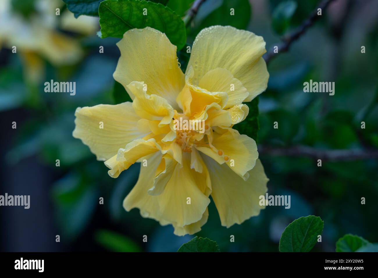 A yellow double hibiscus flower in San Jose de Metan, Argentina. Stock Photo