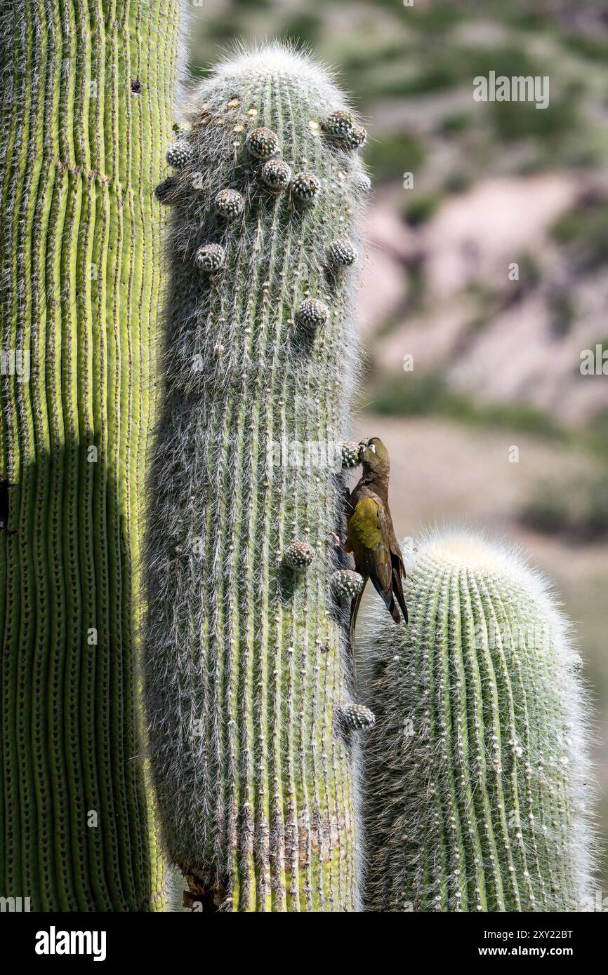 A Burrowing Parrot, Cyanoliseus patagonus, feeding on the fruit of a Giant Cardon Cactus near Payogasta, Argentina. Stock Photo