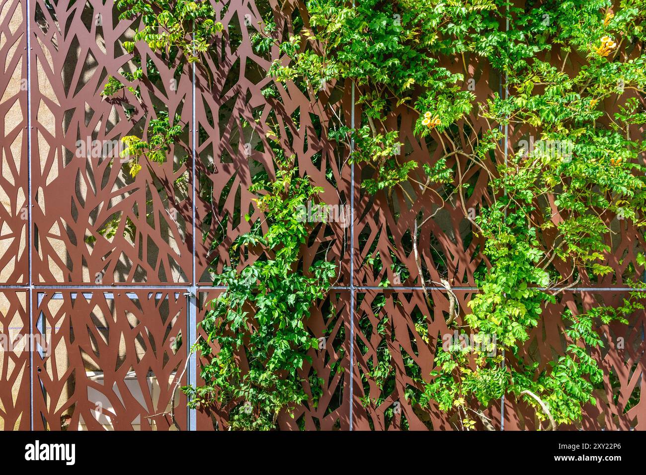 Decorative metal wall screening supporting plant growth - Neuvy-Saint-Sépulchre, Indre-(36), France. Stock Photo