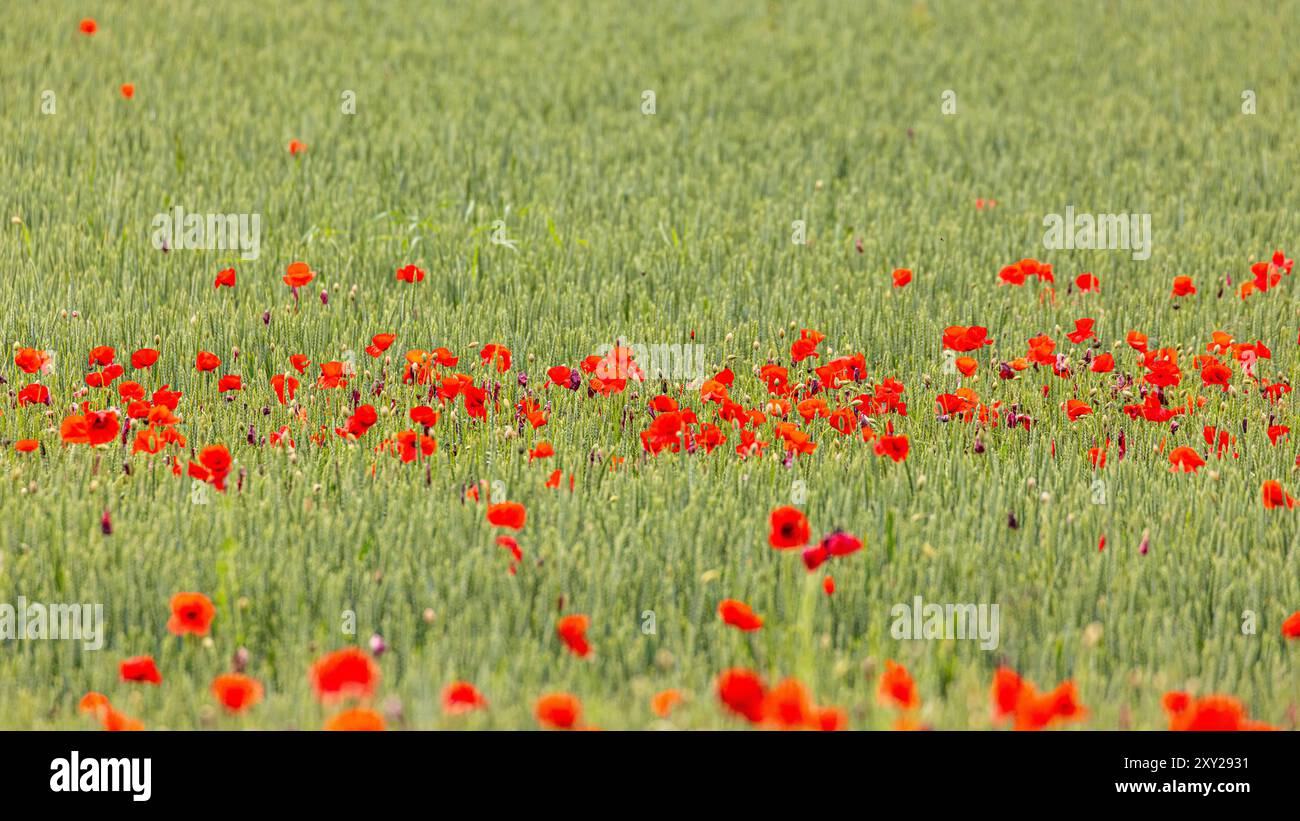 Oberglatt, Switzerland, 5th Jun 2024: Poppies bloom within a cornfield. (Photo by Andreas Haas/dieBildmanufaktur) Stock Photo