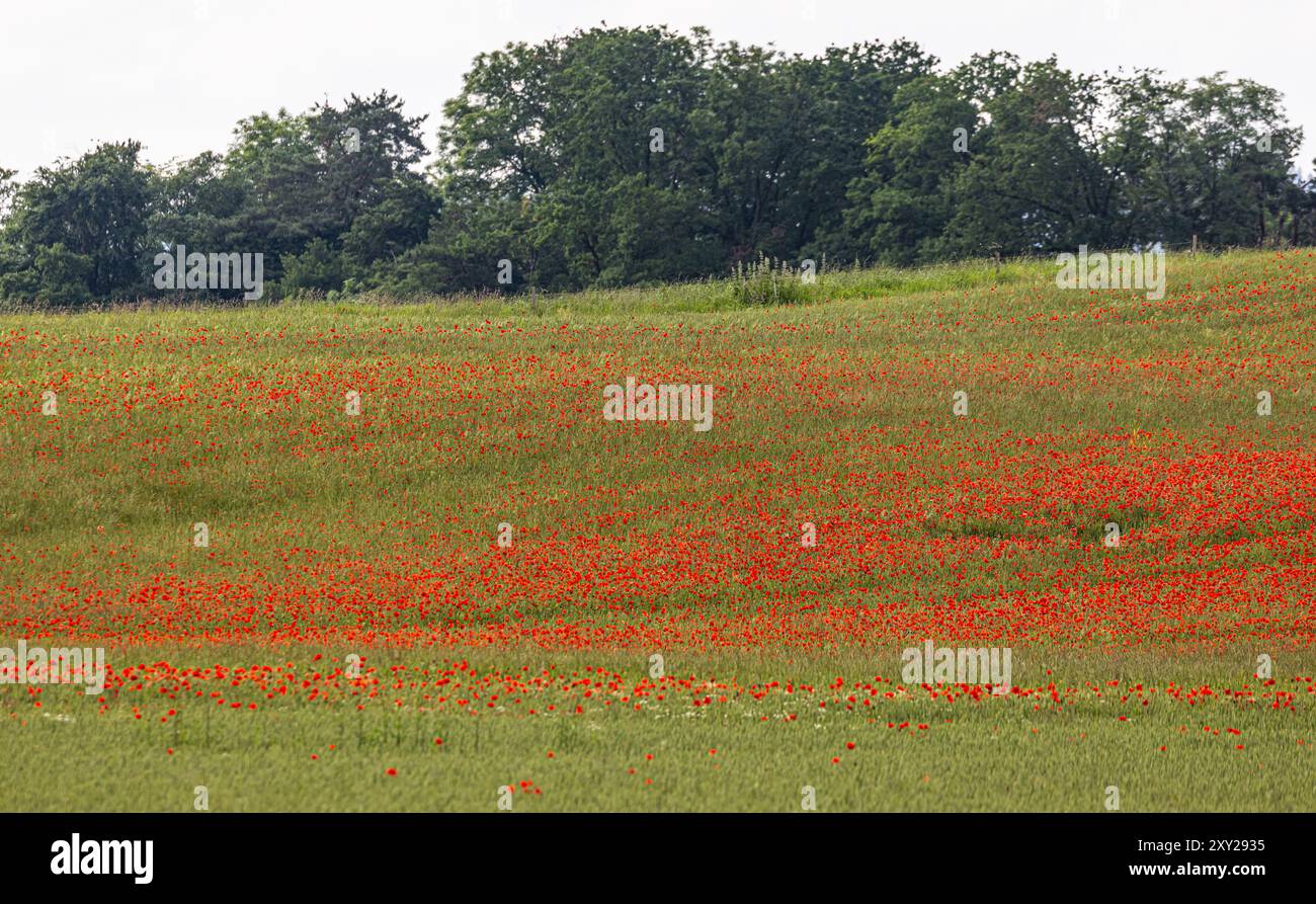 Oberglatt, Switzerland, 5th Jun 2024: Poppies bloom within a cornfield. (Photo by Andreas Haas/dieBildmanufaktur) Stock Photo