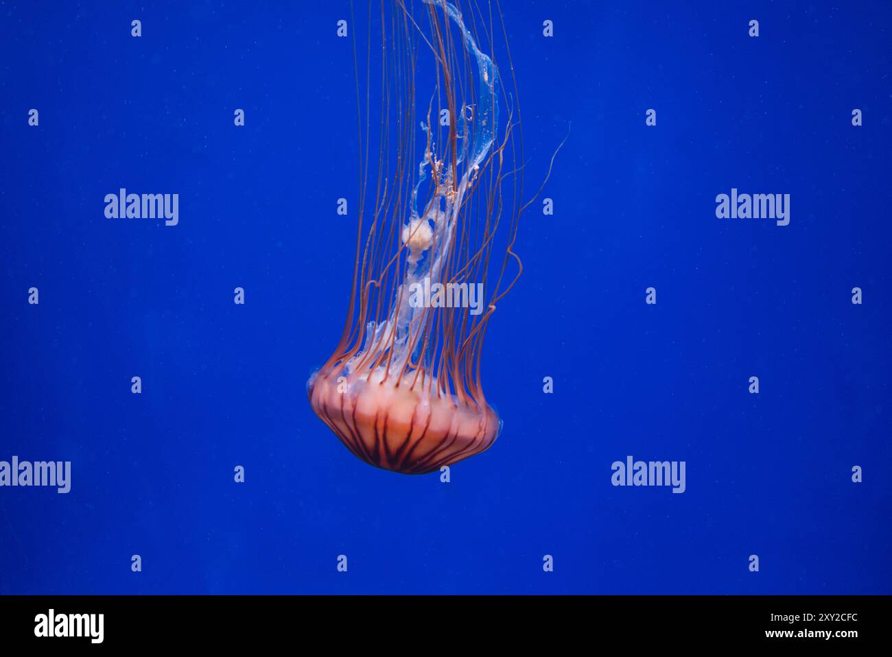 Graceful Jellyfish Gliding Through the Deep Blue Ocean Stock Photo - Alamy