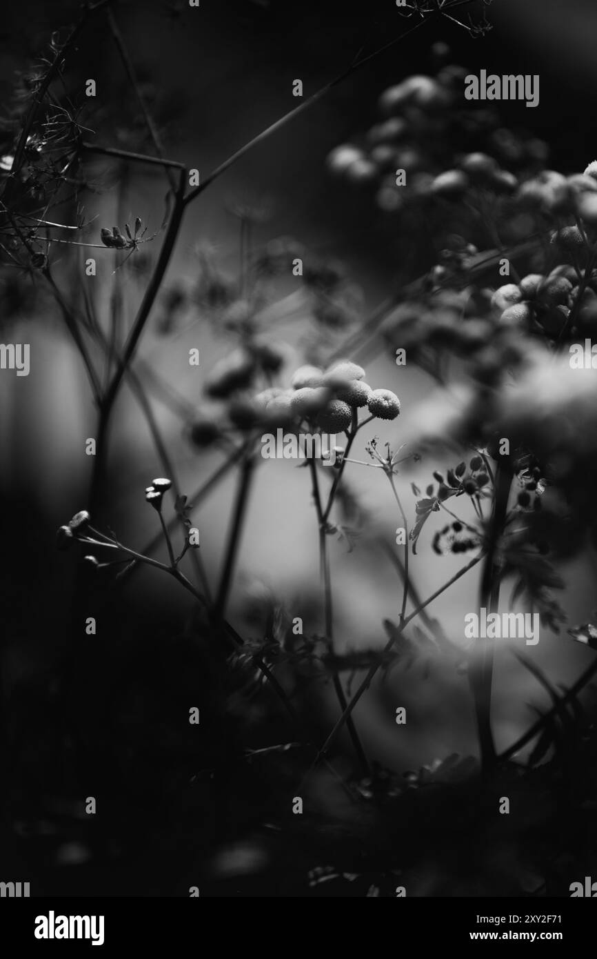 Tall grasses garden Black and White Stock Photos & Images - Alamy